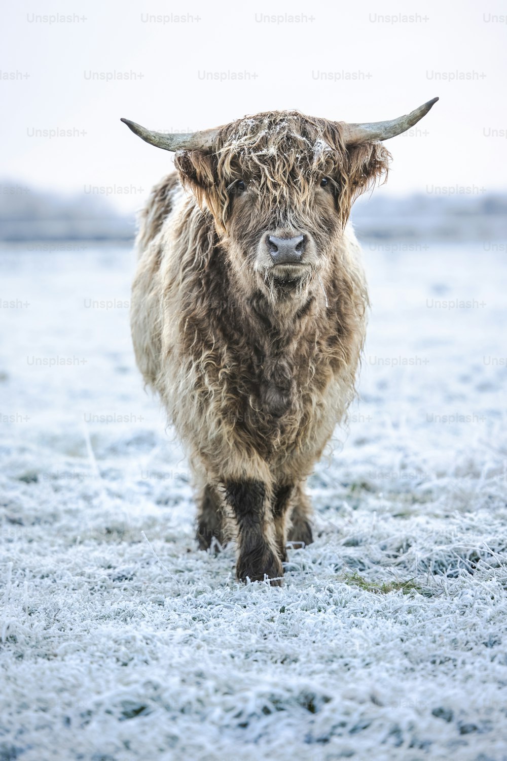 a long haired bull with horns walking through a field