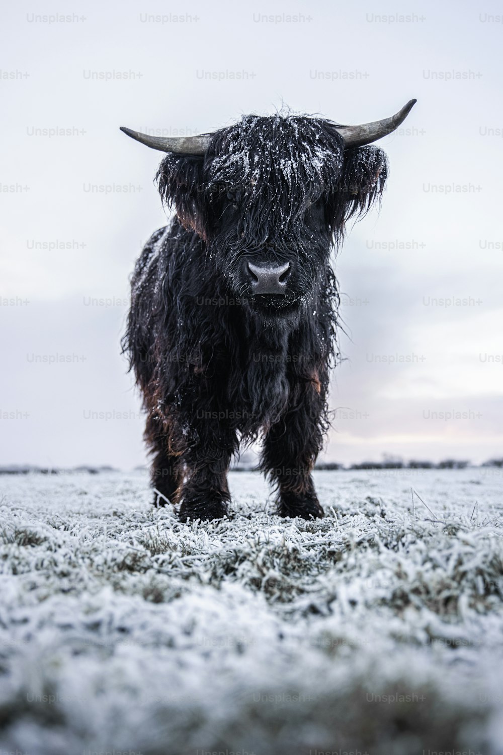 Un grande toro nero in piedi sulla cima di un campo coperto di erba