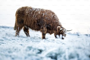 a yak is standing in the snow on a hill