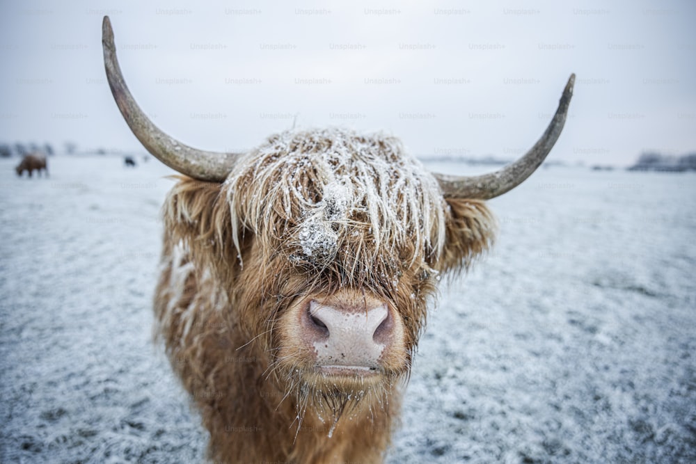 uma vaca marrom em pé em cima de um campo coberto de neve