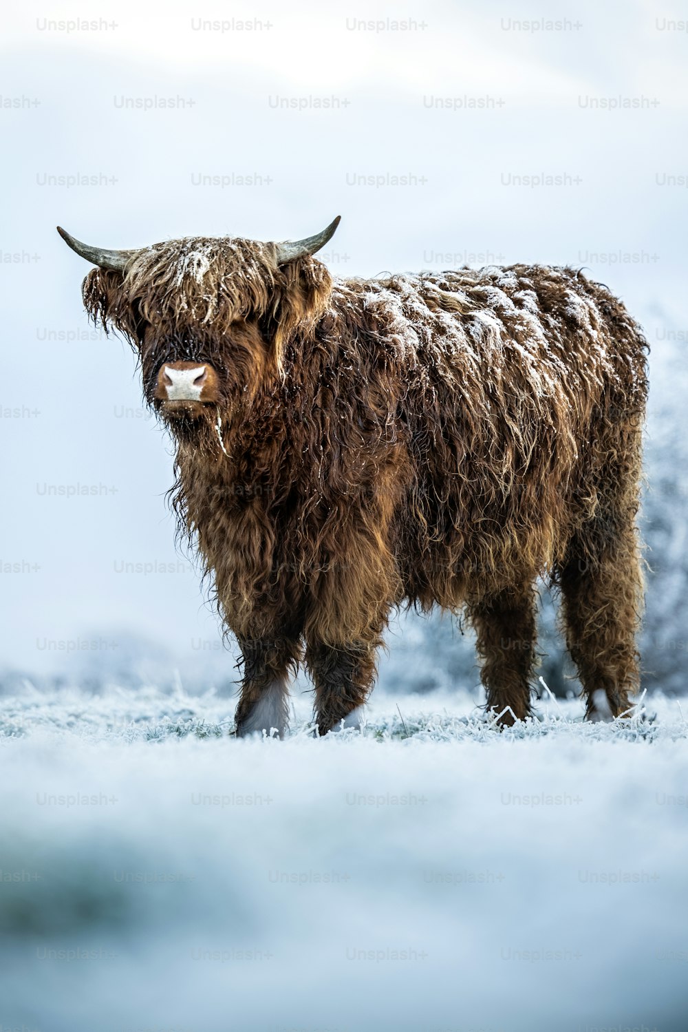 Una mucca marrone in piedi sulla cima di un campo coperto di neve