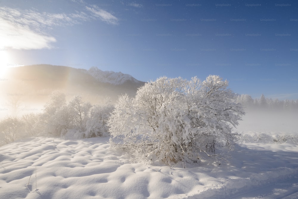 ein schneebedecktes Feld mit Bäumen und Bergen im Hintergrund