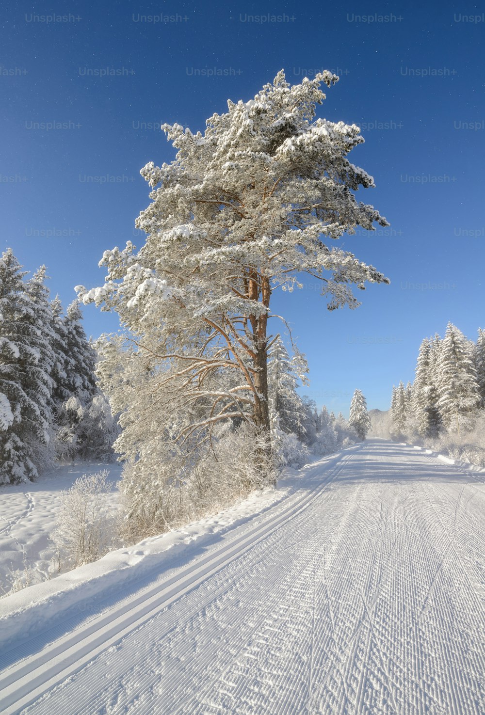 eine schneebedeckte Straße, umgeben von Bäumen und Schnee