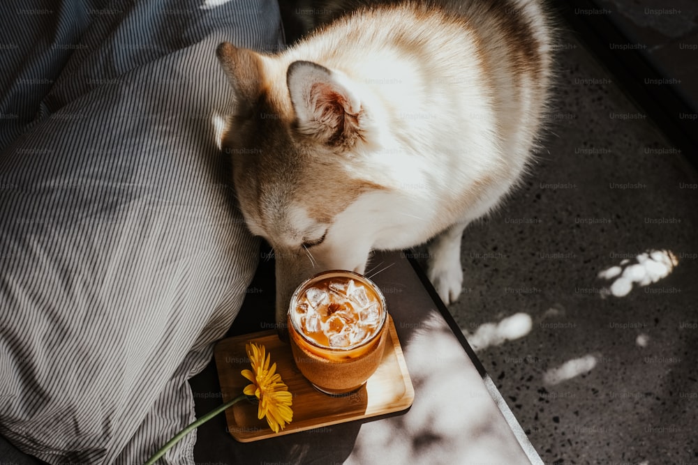 a dog sniffing a cup of coffee on a tray