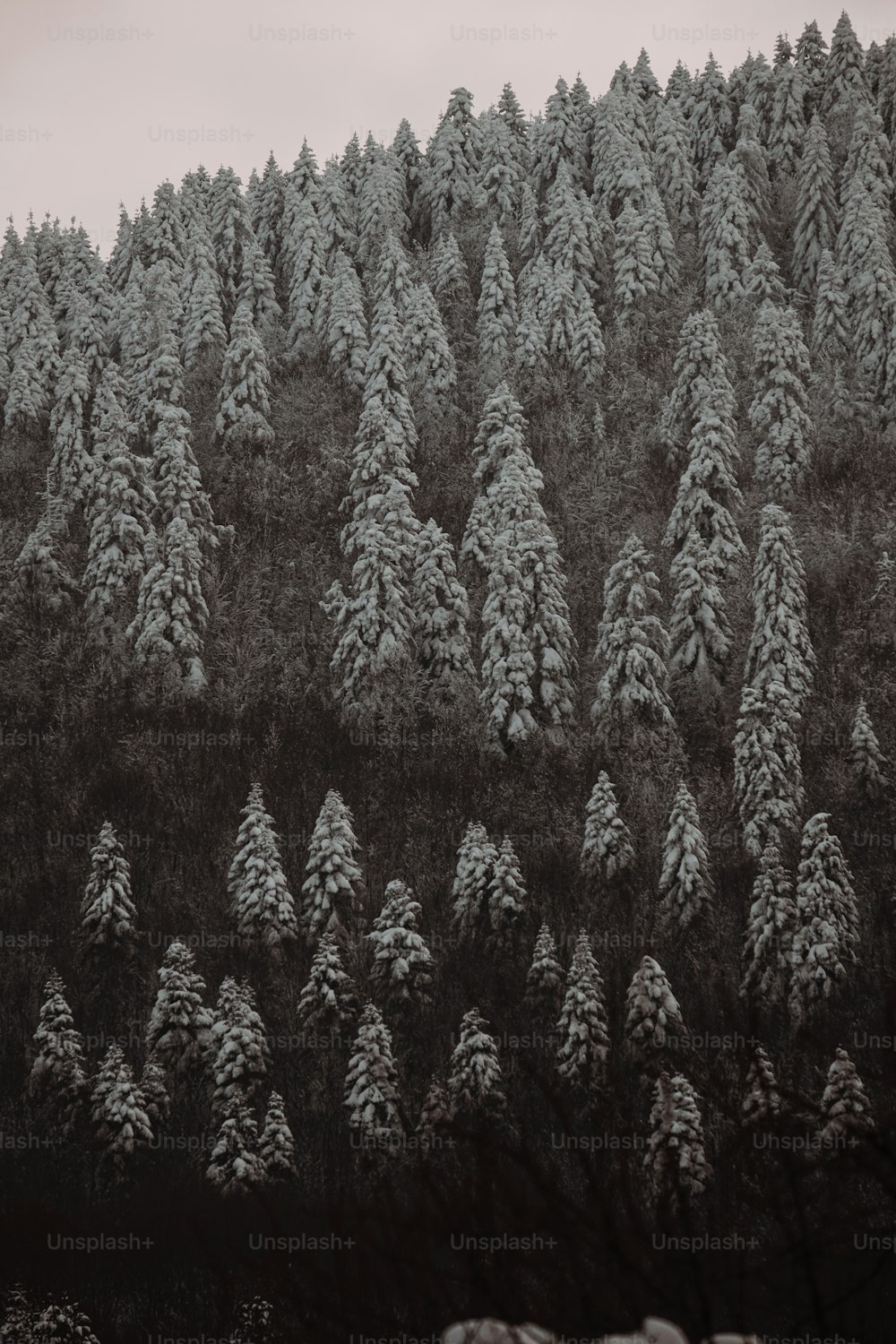 a black and white photo of snow covered trees