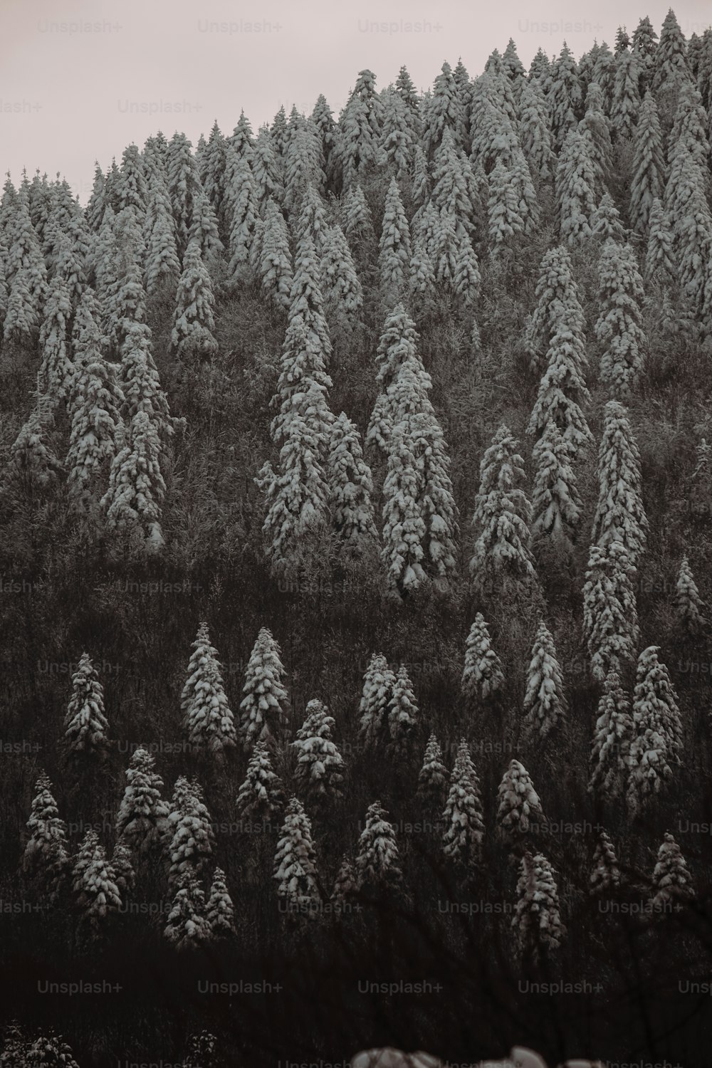 uma foto em preto e branco de árvores cobertas de neve