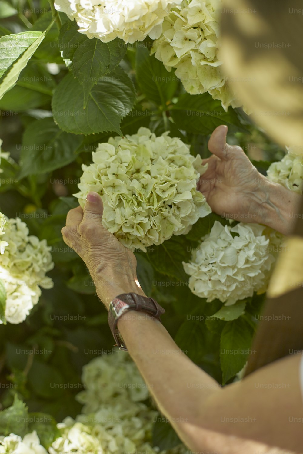 Una mujer está recortando un arbusto con flores blancas