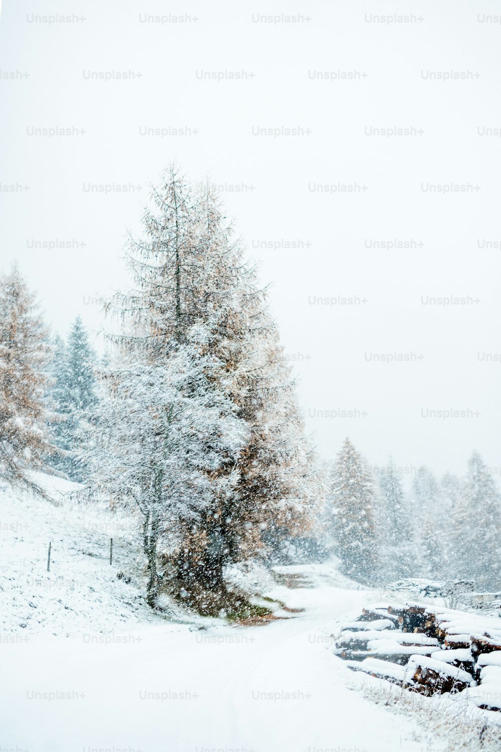 eine schneebedeckte Straße mit Bäumen auf beiden Seiten