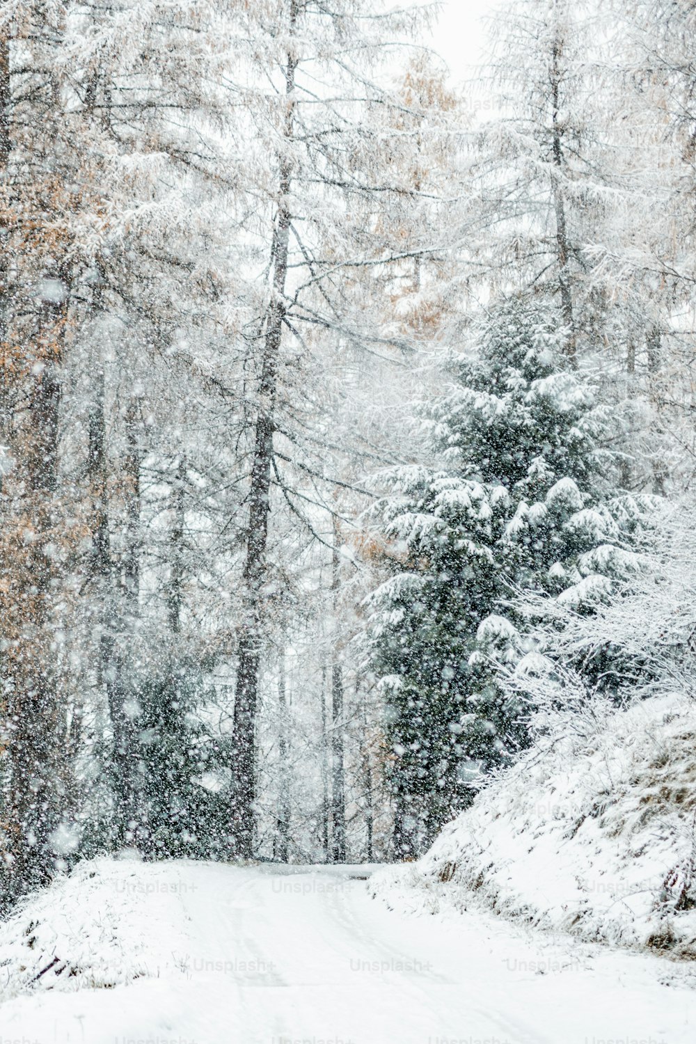 a snow covered road in the middle of a forest