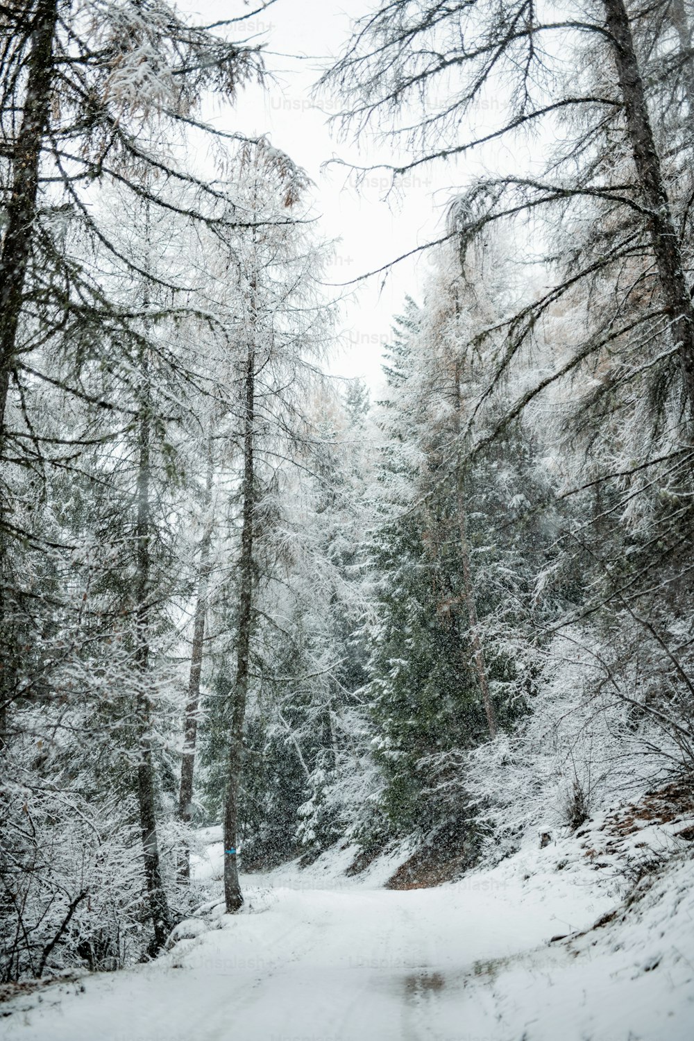 a snow covered road surrounded by tall trees