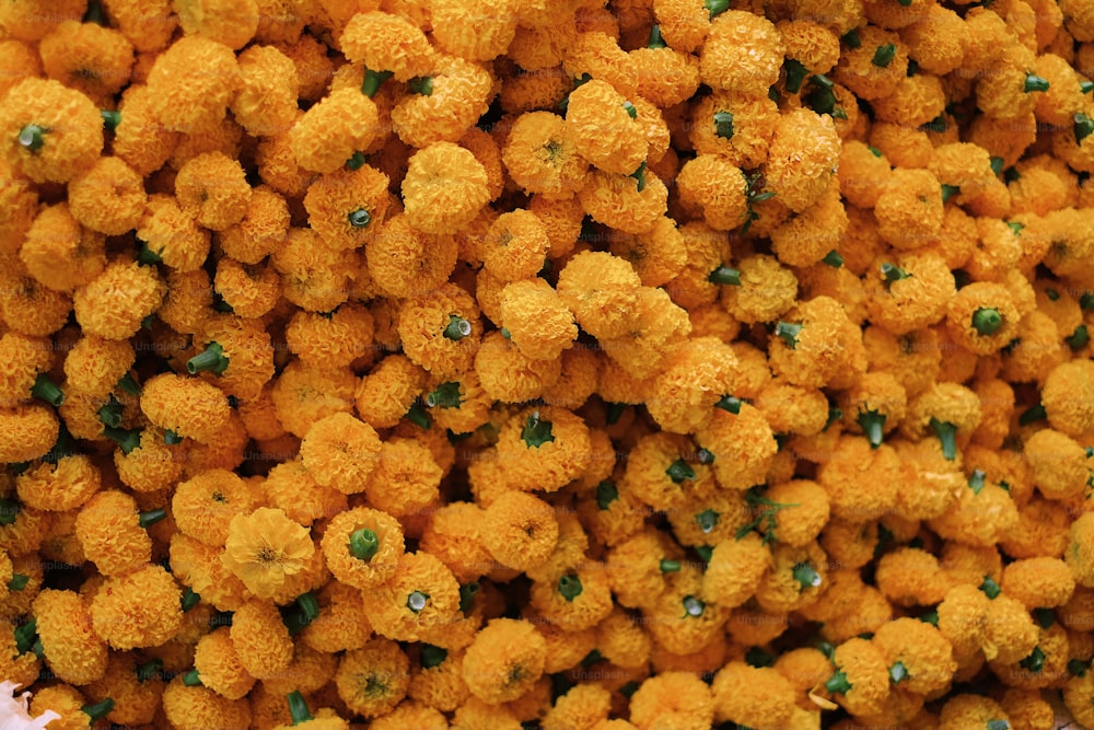 a close up of a bunch of yellow flowers