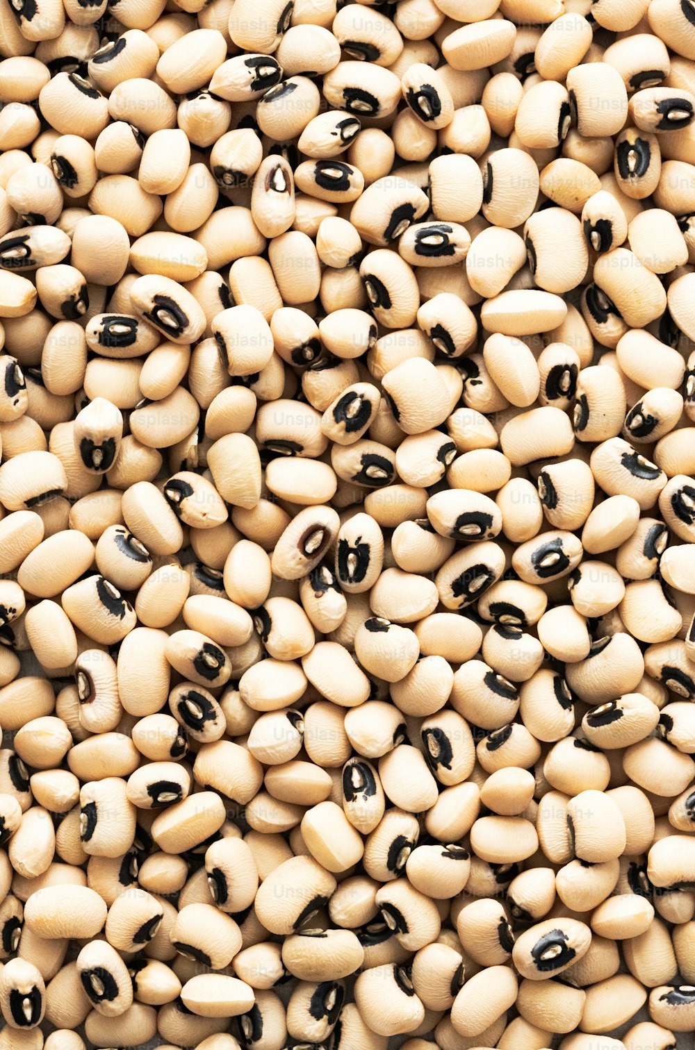 a close up of a bunch of black and white beans