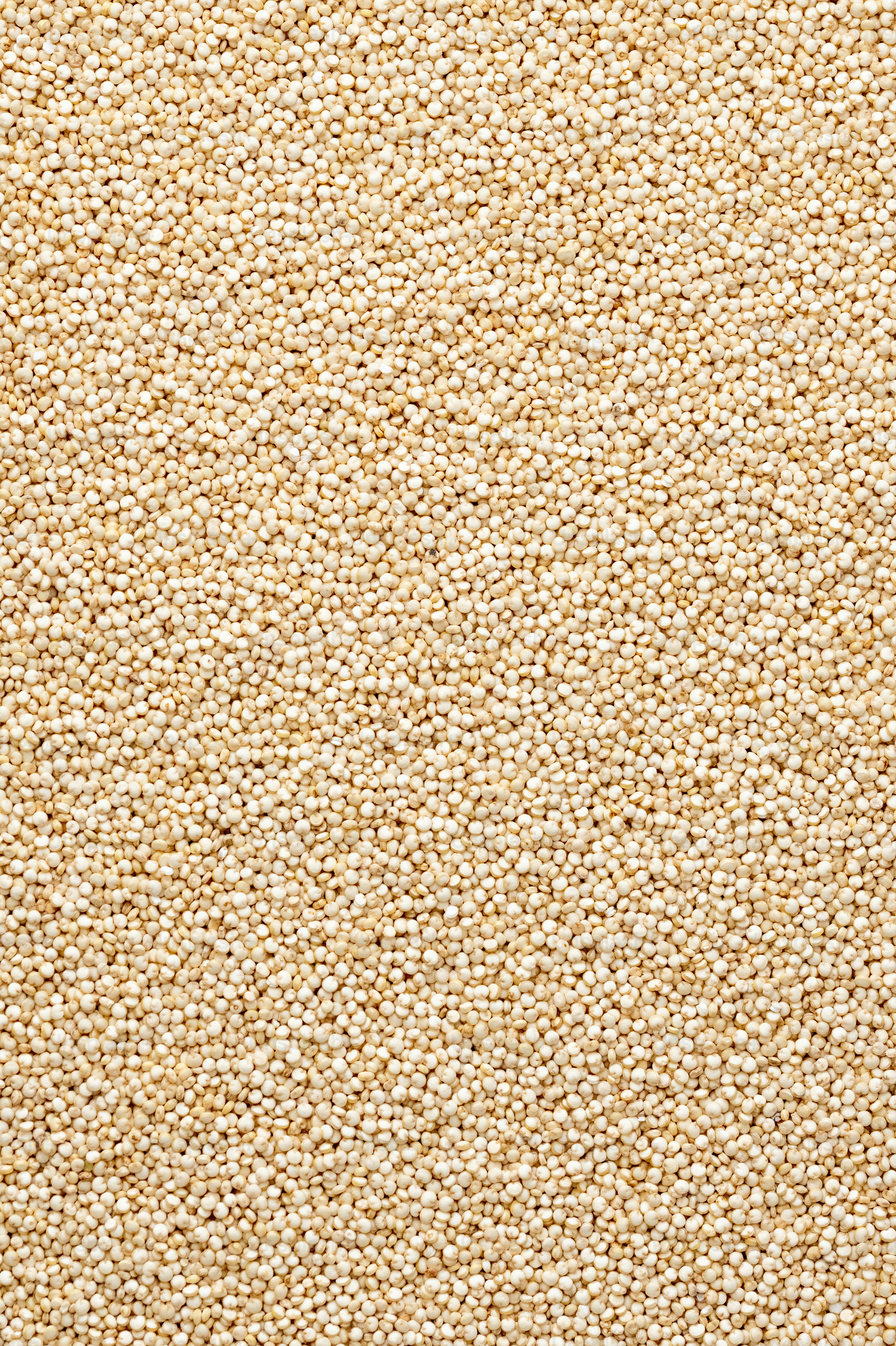 Beneficios de la quinoa que debes conocer - premium_photo-1671130295828-efd9019faee0?w=800&auto=format&fit=crop&q=60&ixlib=rb-4.0