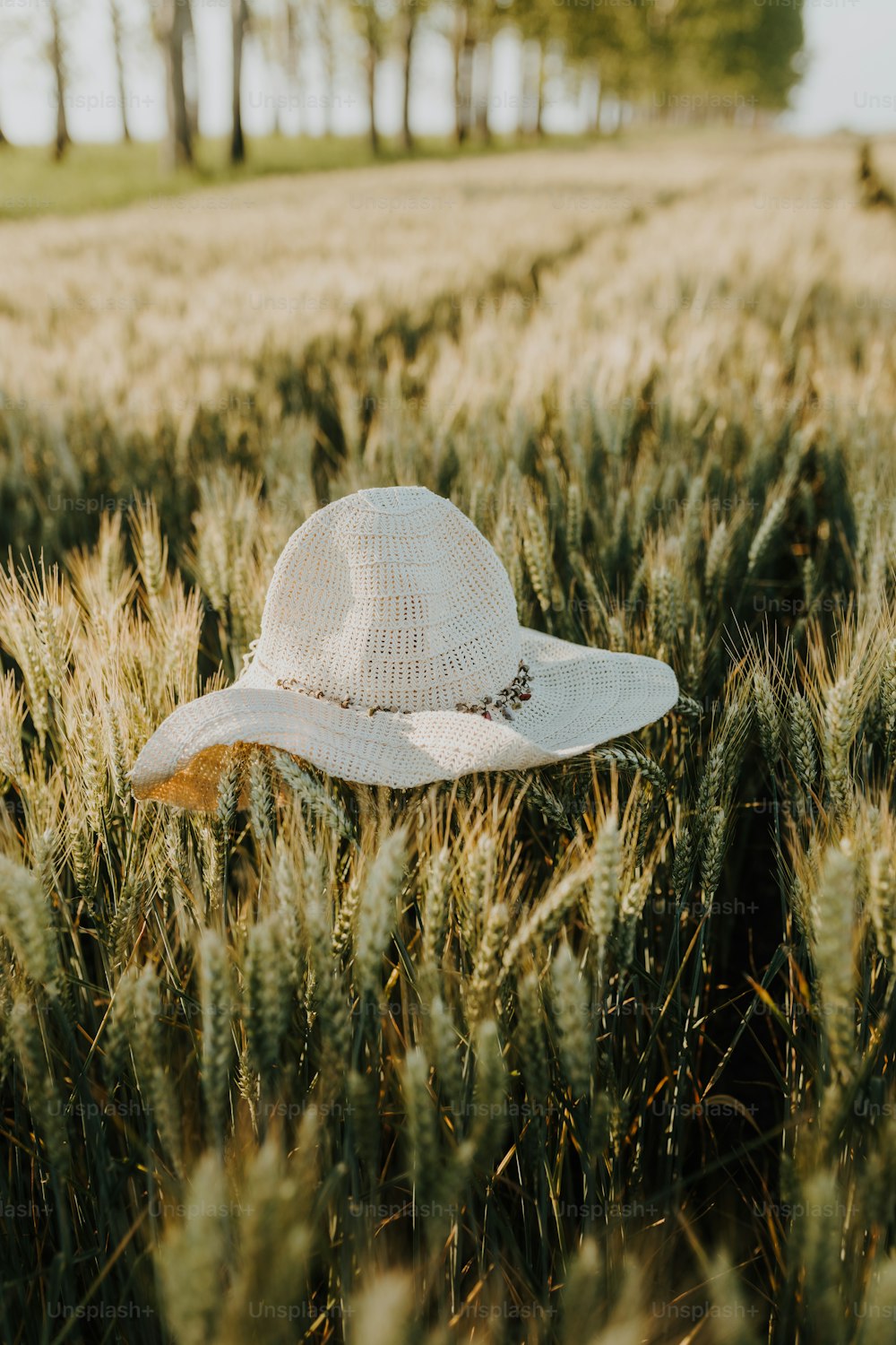a white hat in a field of wheat