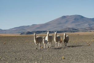 um grupo de lhamas andando no deserto