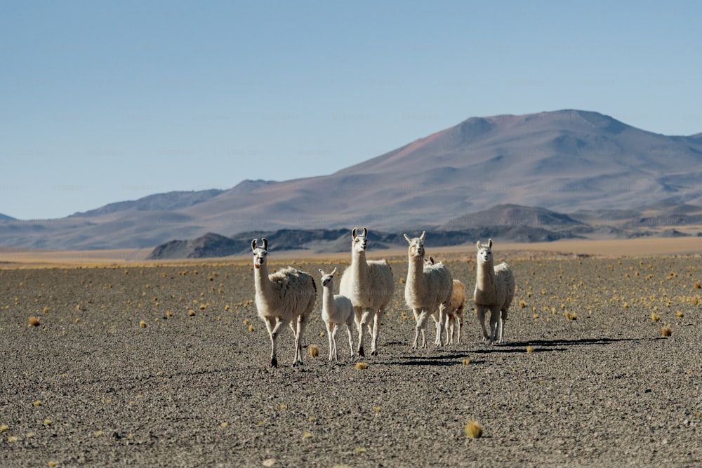 a group of llamas walking in the desert