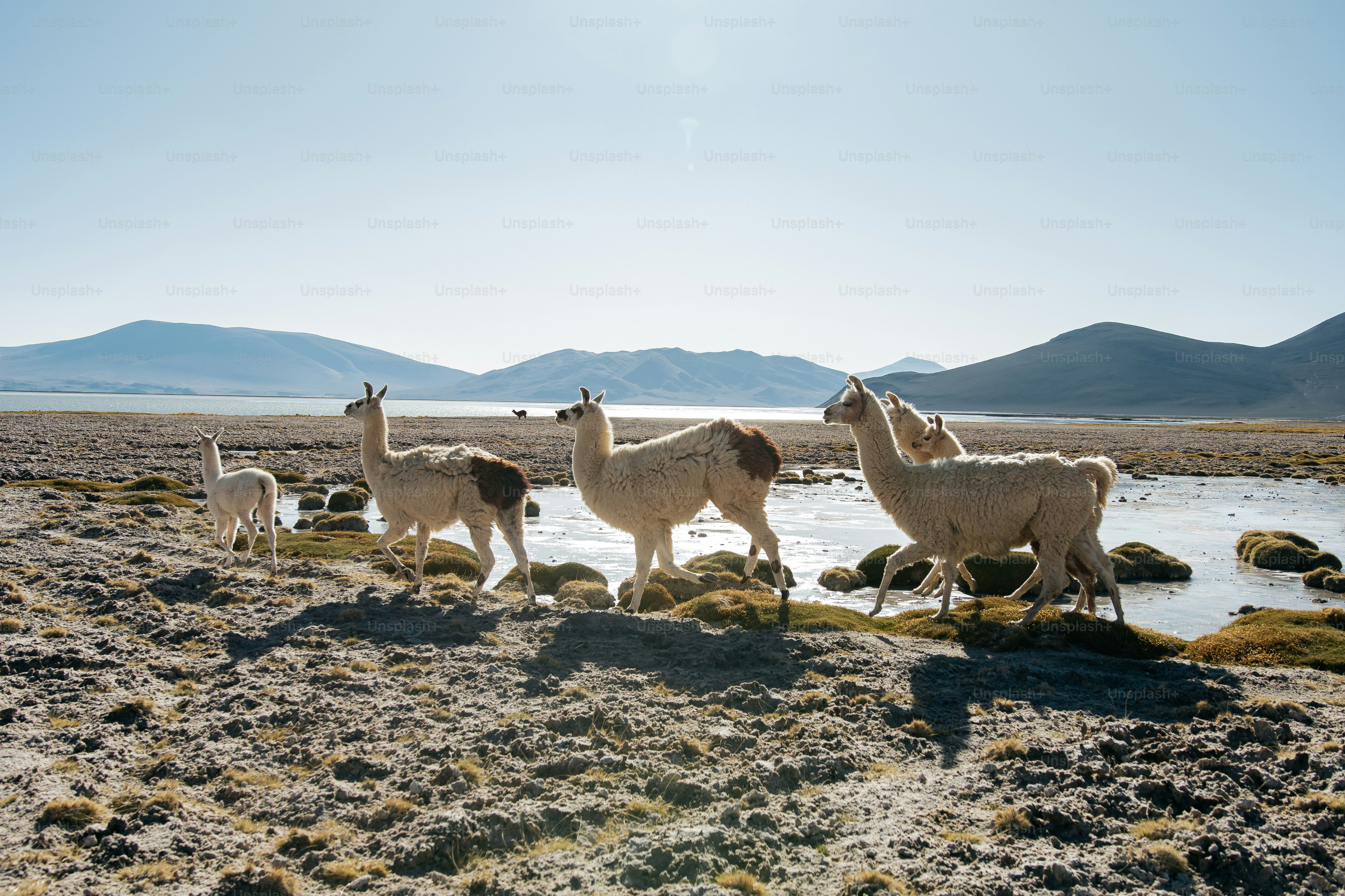 🇨🇱 Chili : l’évasion entre déserts, glaciers et mystères ancestraux