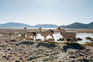 a herd of llamas walking across a dry grass covered field