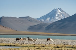 a group of llamas grazing in a field with mountains in the background