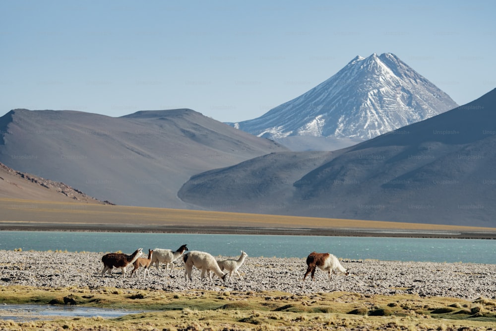 a group of llamas grazing in a field with mountains in the background