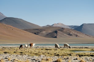 a group of horses grazing in a field with mountains in the background