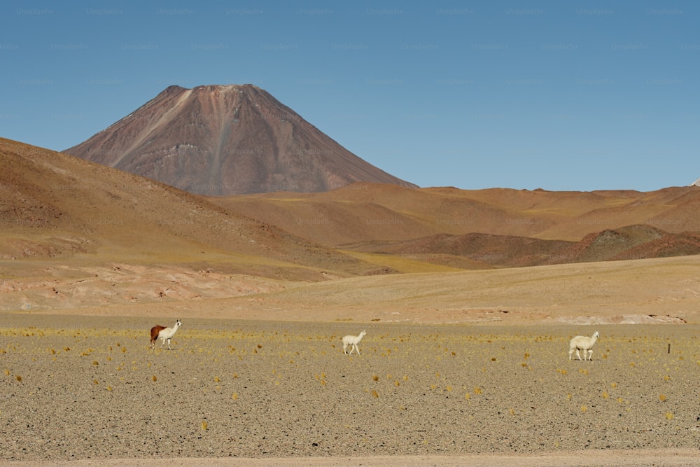 Un grupo de animales parados en la parte superior de un campo de hierba seca