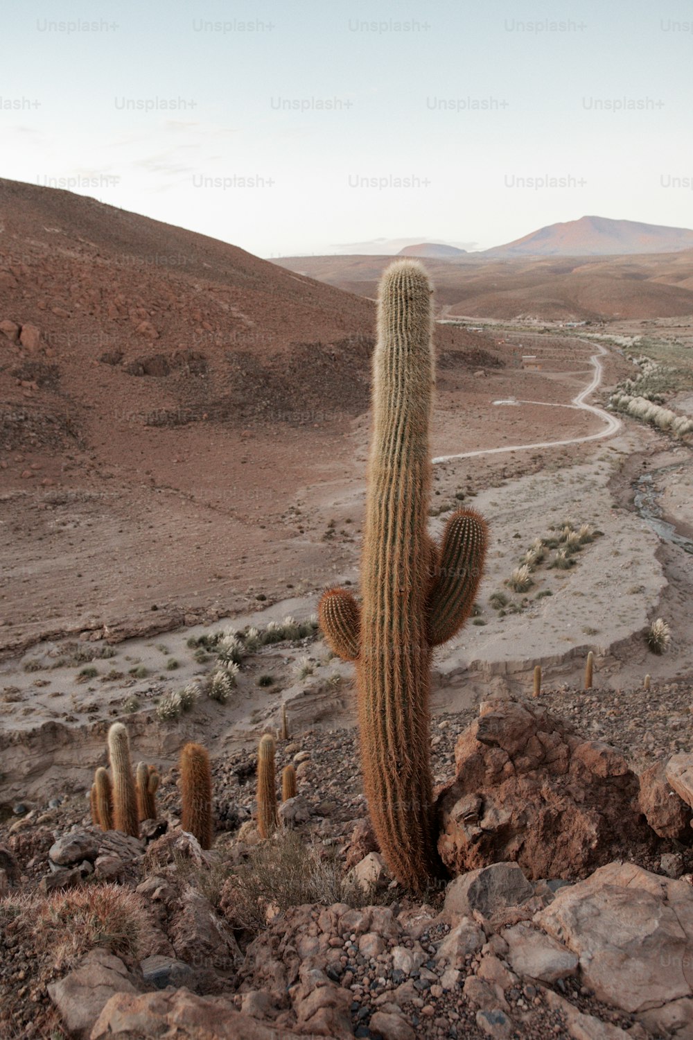 Un grand cactus au milieu d’un désert