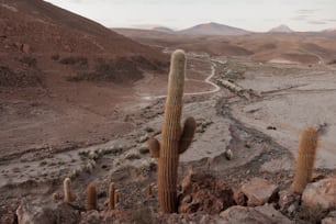 a large cactus in the middle of a desert