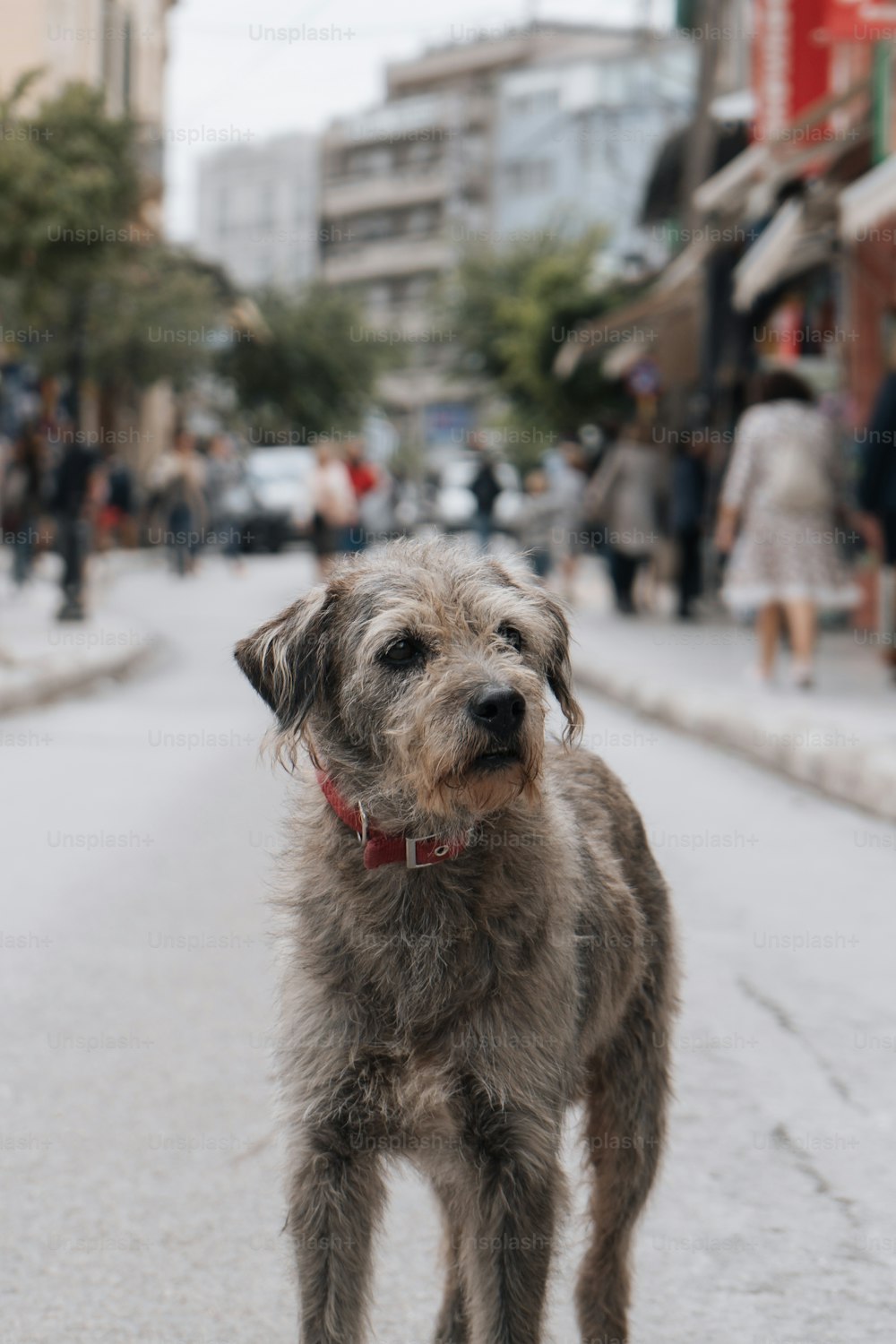 Un perro parado al costado de una calle