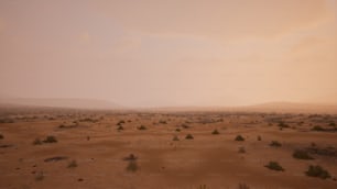 멀리 드문드문 나무가 있는 사막 풍경