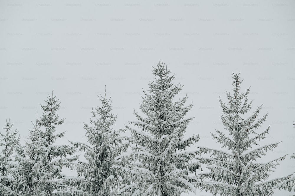 Un gruppo di alberi coperti di neve in una giornata nevosa
