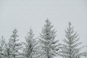 a group of trees covered in snow on a snowy day