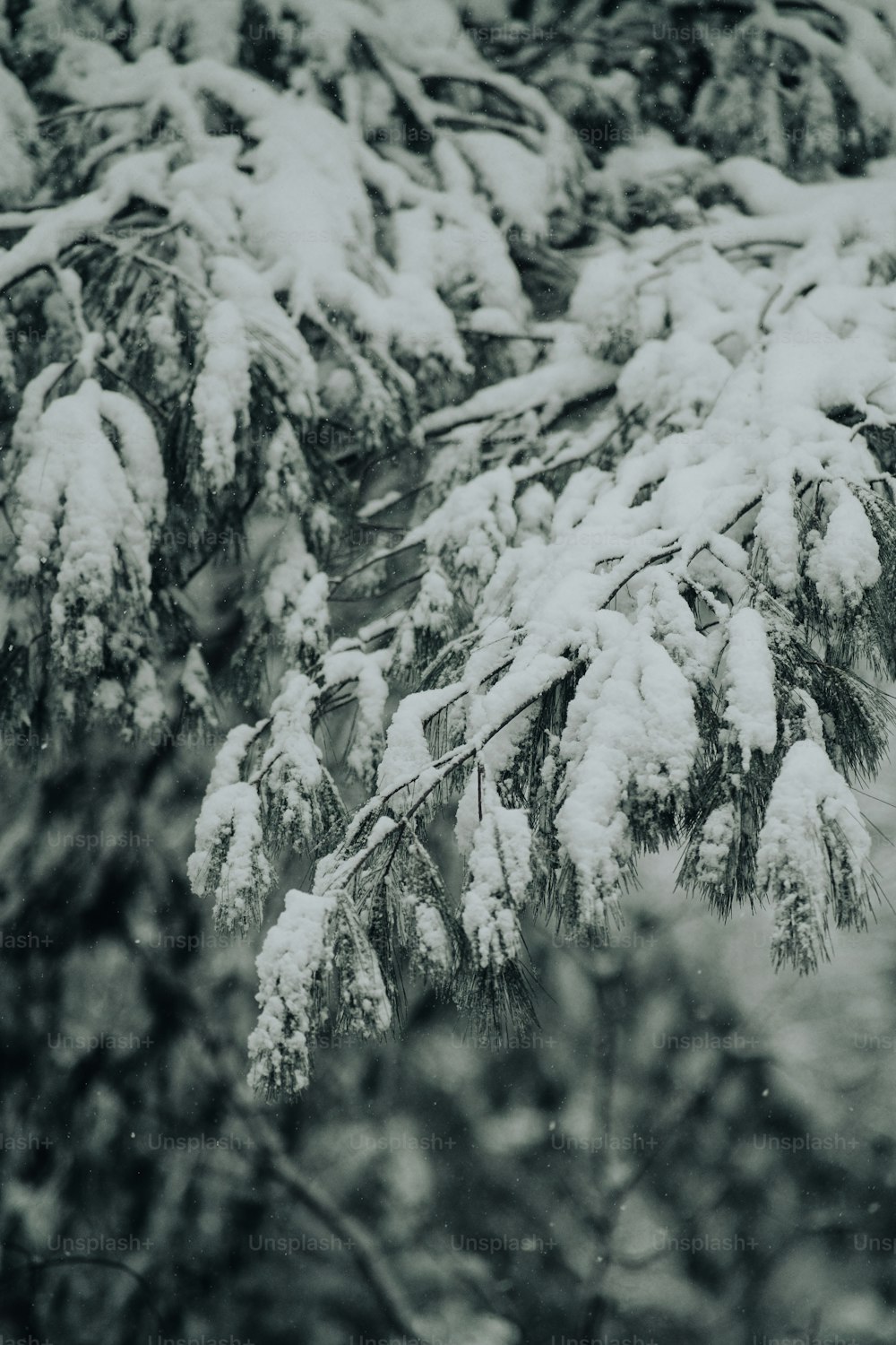 uma foto em preto e branco de árvores cobertas de neve