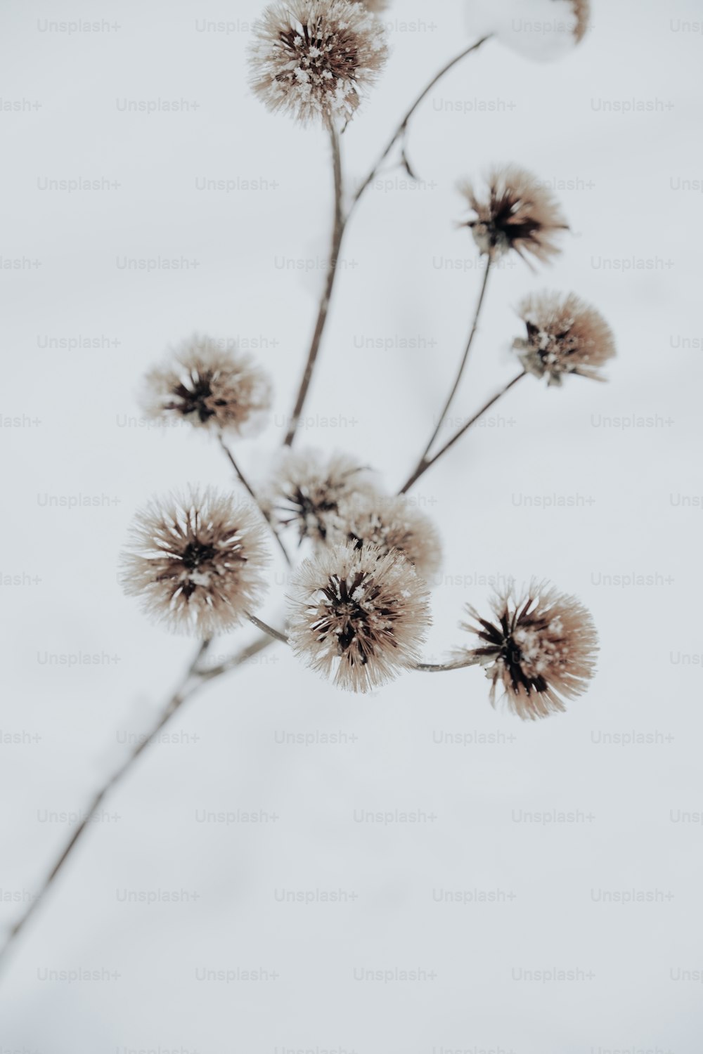 白い背景に花の接写