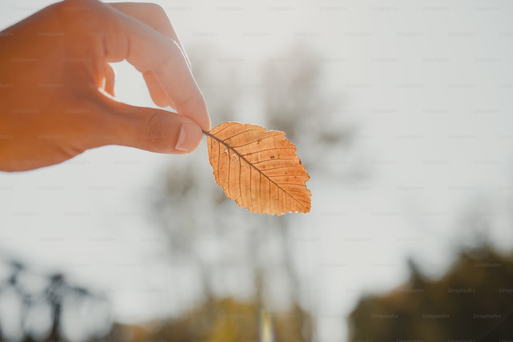 a person holding a leaf in their hand