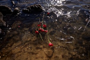 a bunch of flowers that are in the water