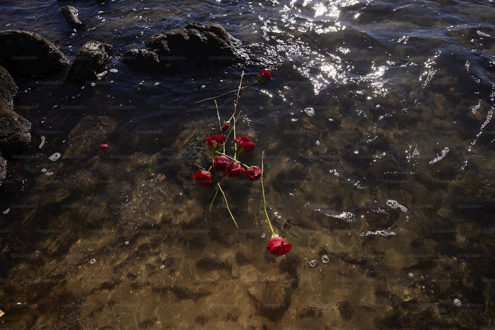 a bunch of flowers that are in the water