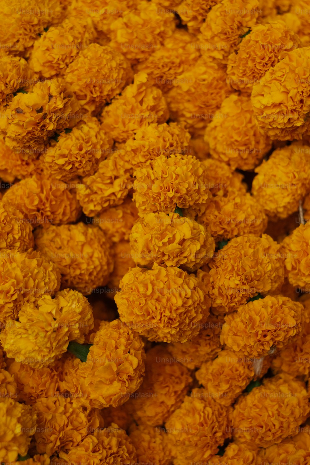 a close up of a bunch of yellow flowers