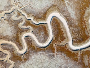 a picture of a snake in the snow