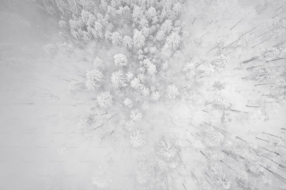 uma foto em preto e branco de uma floresta coberta de neve