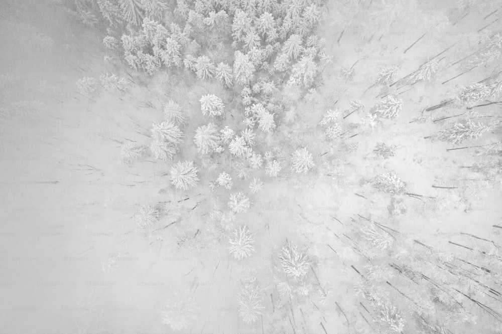 a black and white photo of a snow covered forest