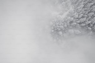 Una foto in bianco e nero di una foresta nebbiosa