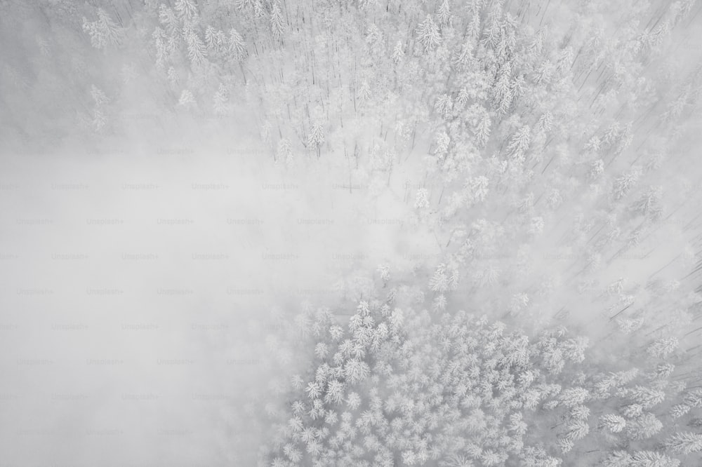 雪に覆われた木の白黒写真