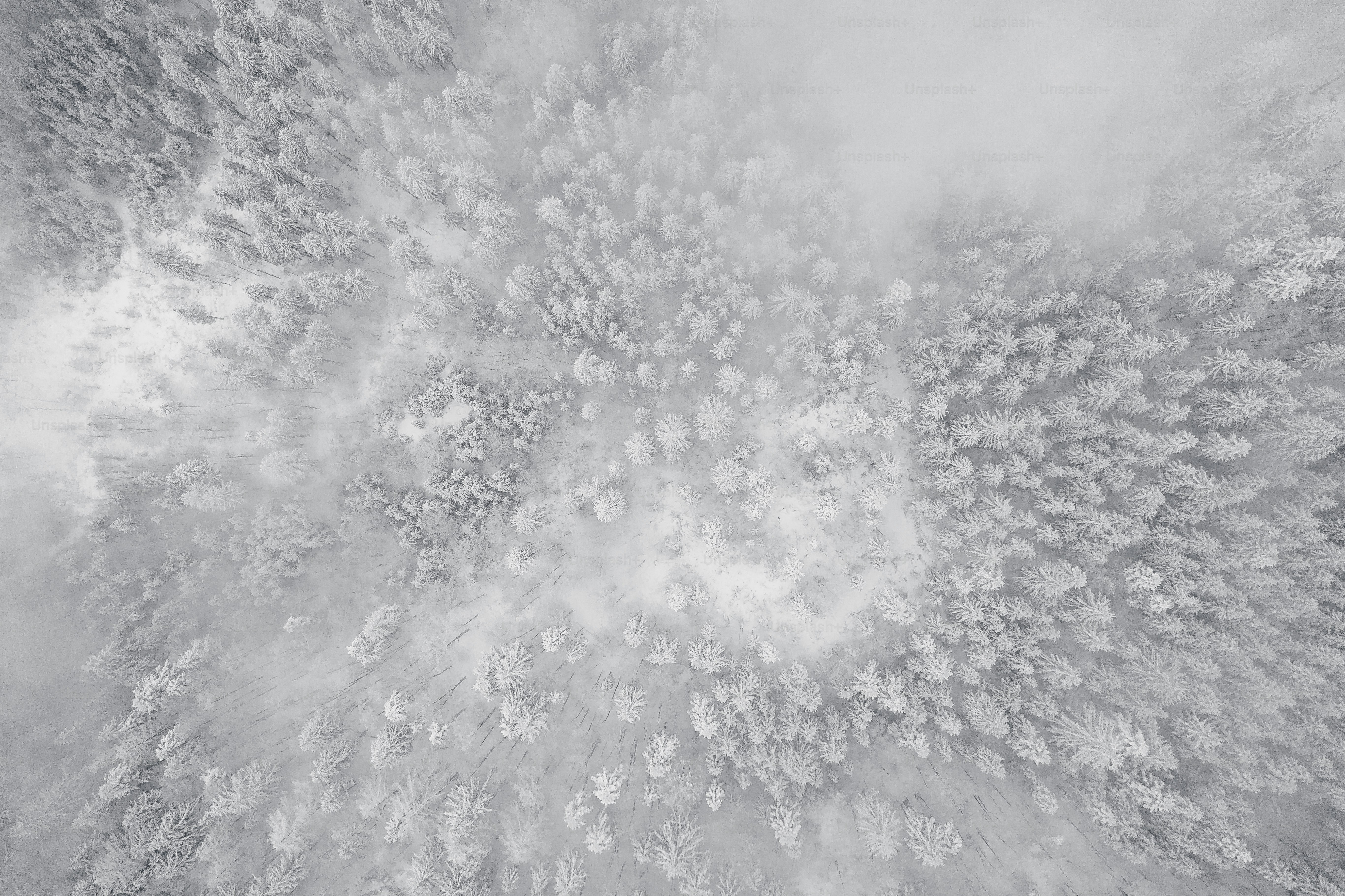 Una foto en blanco y negro de un bosque