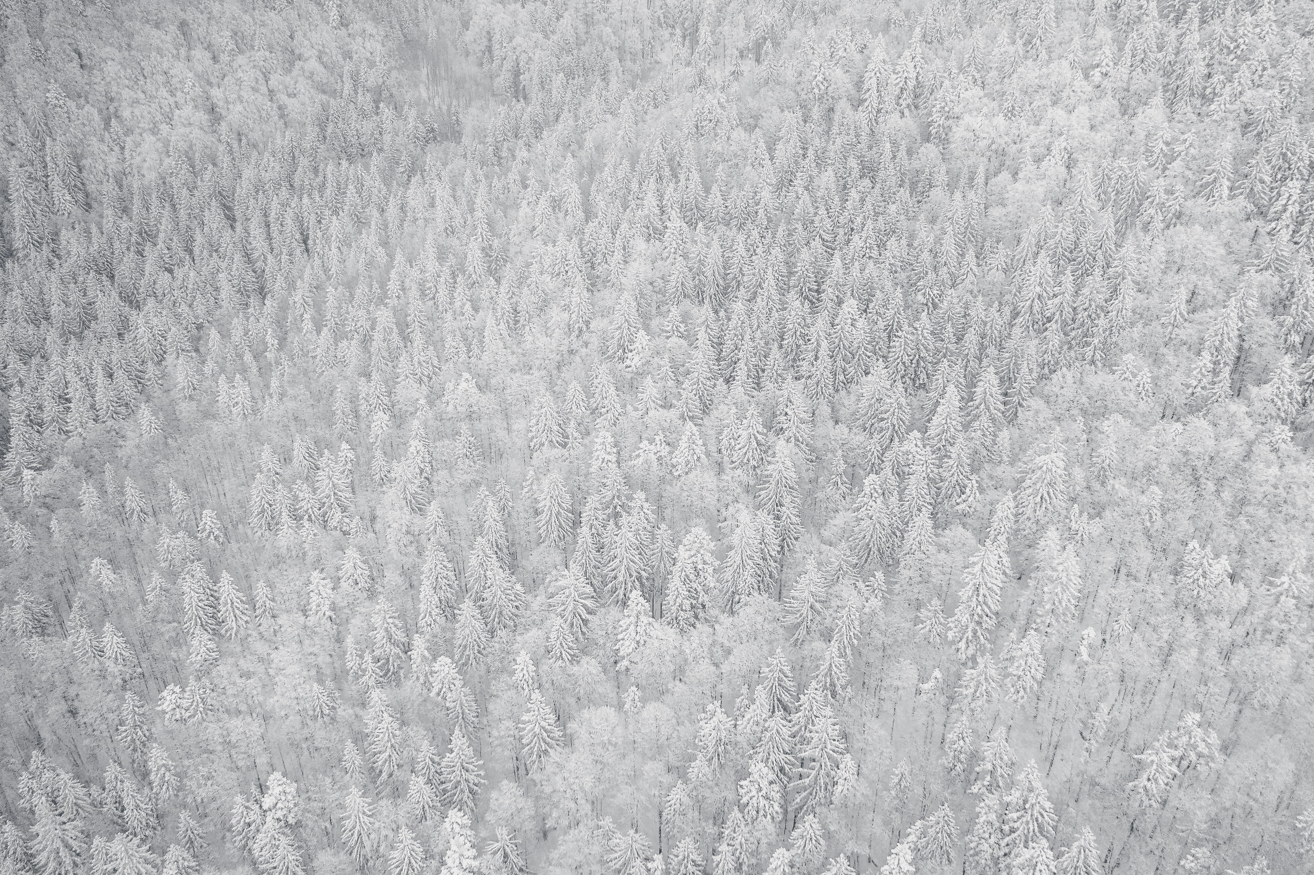 A black and white photo of snow covered trees photo – Winter Image on ...