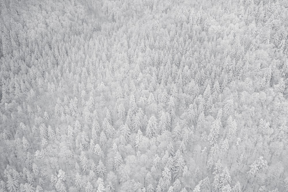Una foto en blanco y negro de árboles cubiertos de nieve