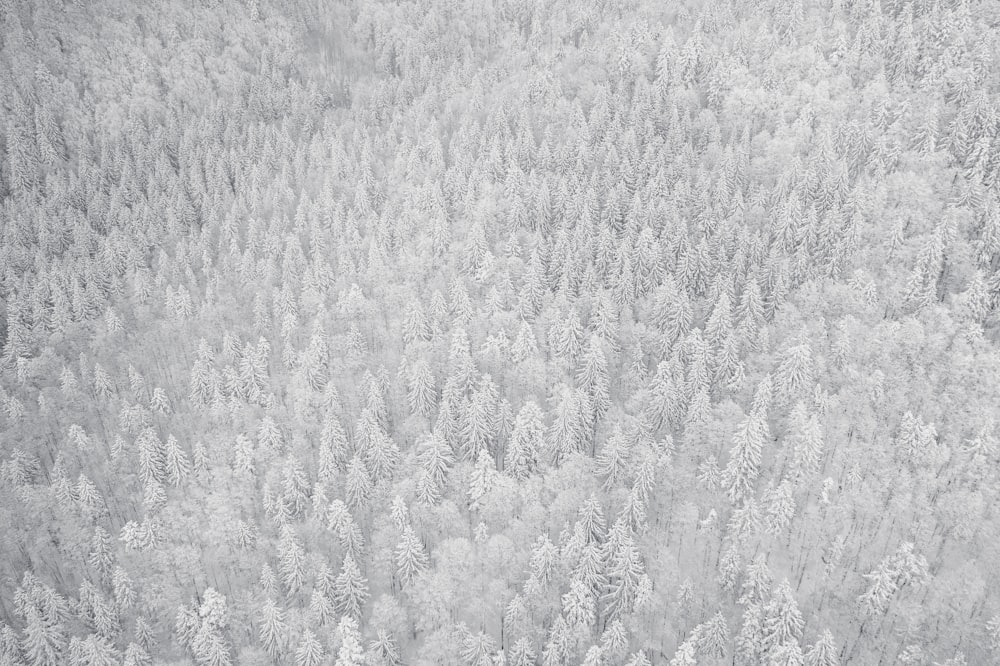 a black and white photo of snow covered trees