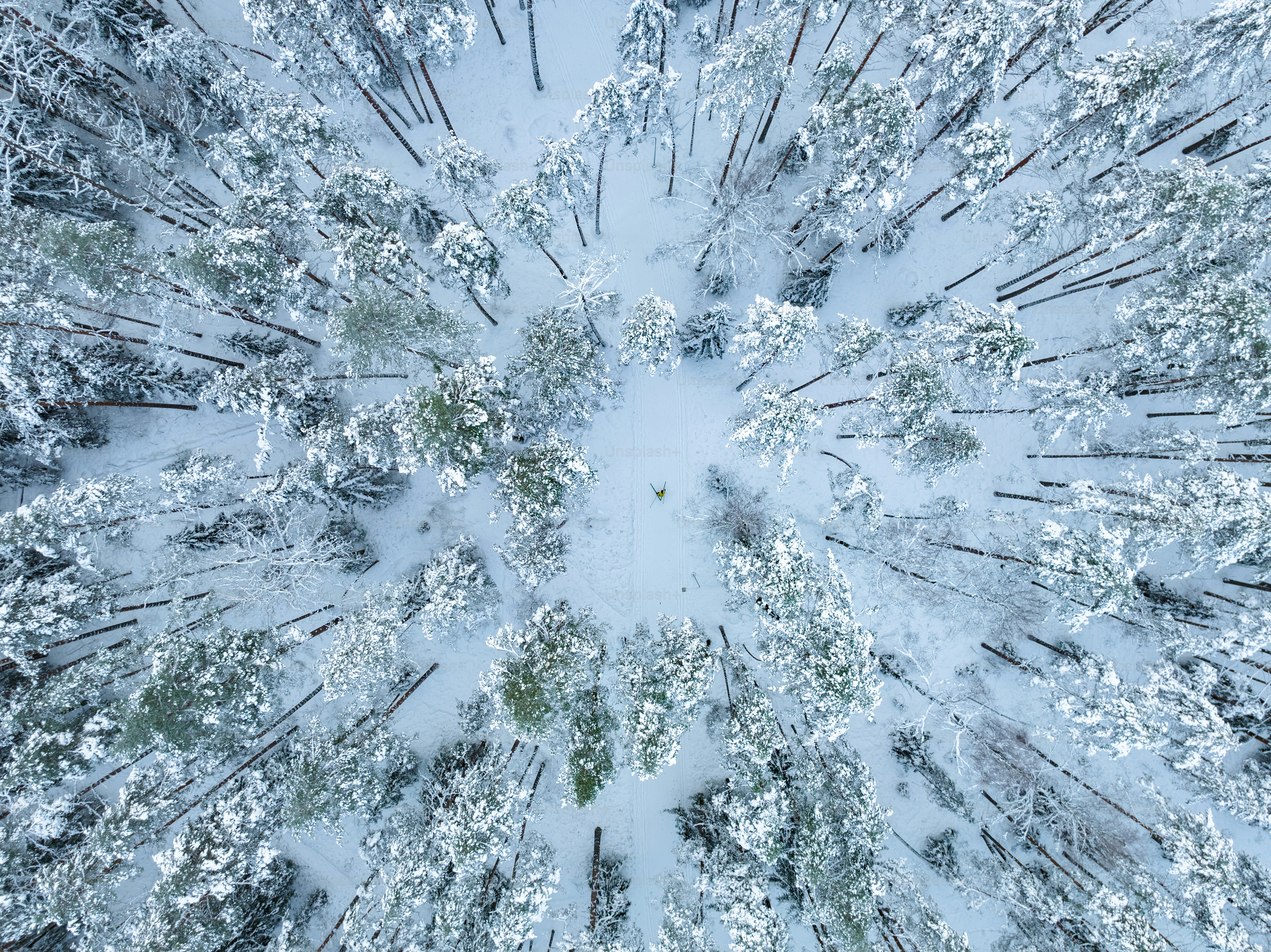Winter-Hintergrund Vinyl – Verschneiter Wald Mit Weihnachtsbäumen, 300 X 240 Cm, Für Fotografie & Deko