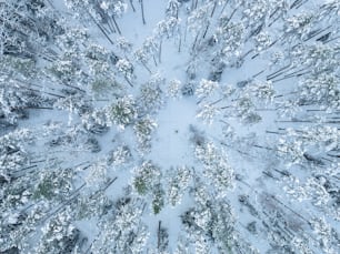 a snow covered forest filled with lots of trees