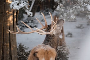 a deer with large antlers standing in the snow